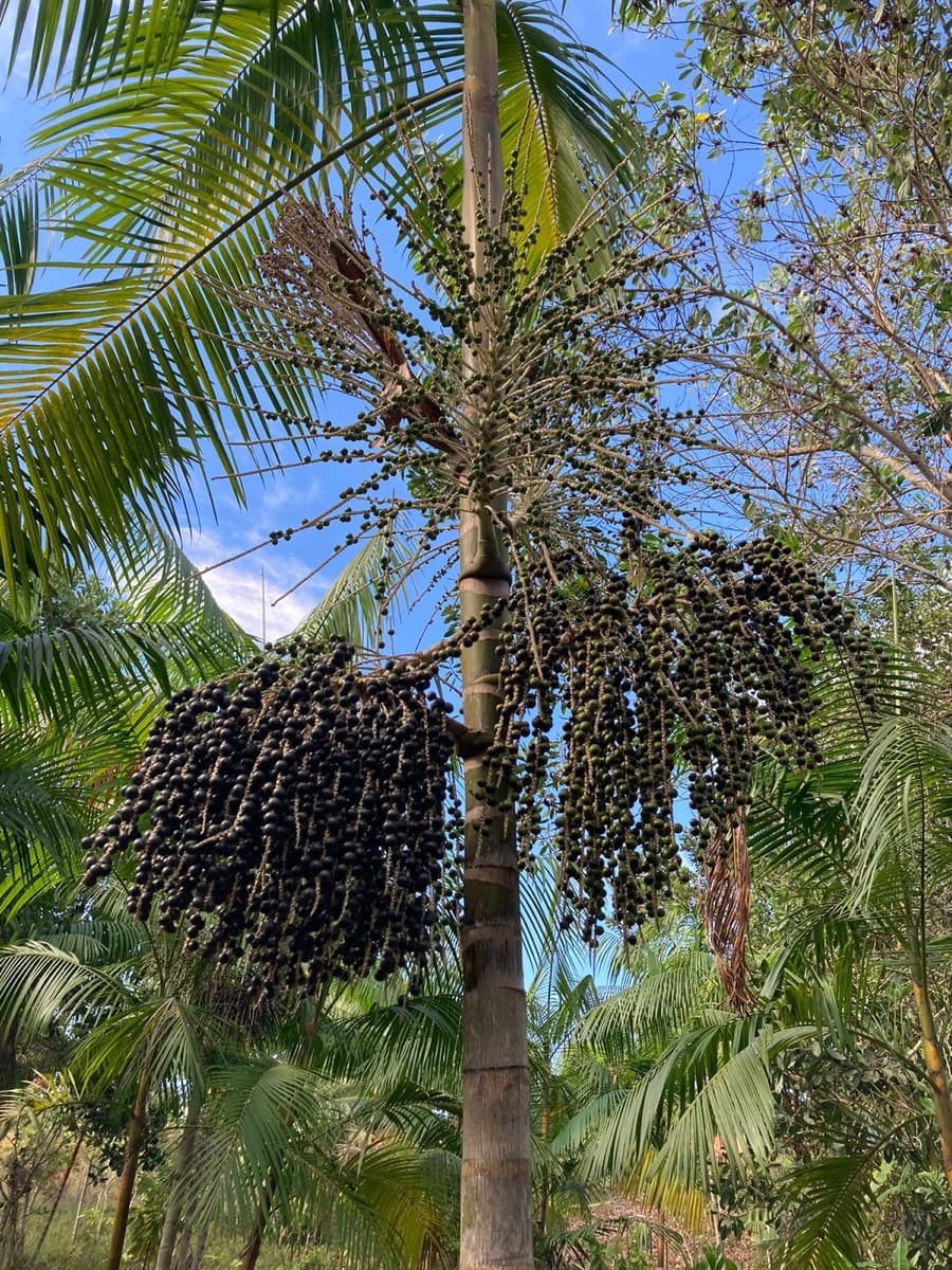 Açaizeiro carregado de cachos de açaí, visto de baixo contra o céu