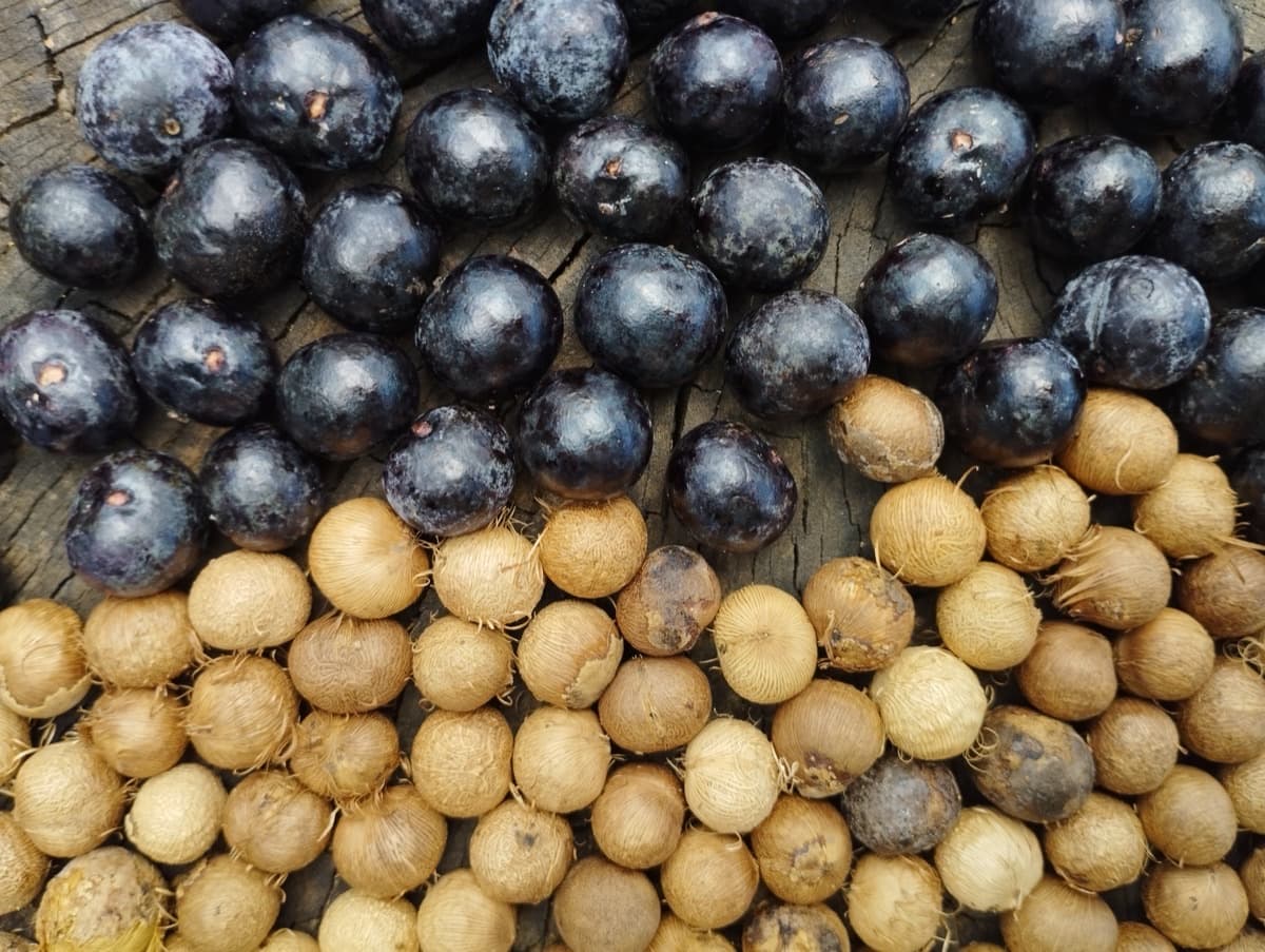 Frutos de açaí e caroços já limpos, lado a lado sobre madeira