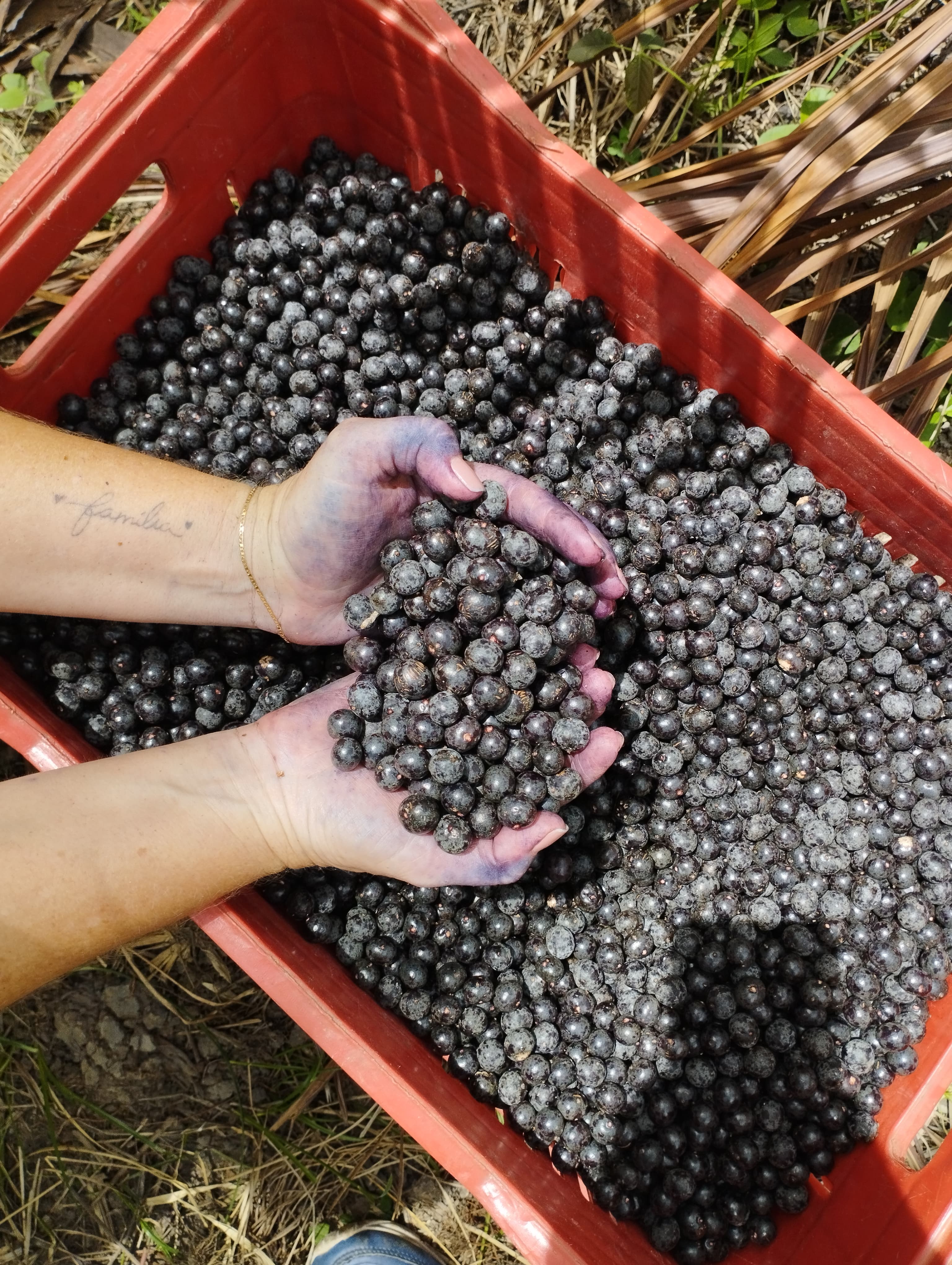 As três embalagens de 250g da linha Açaí Raiz