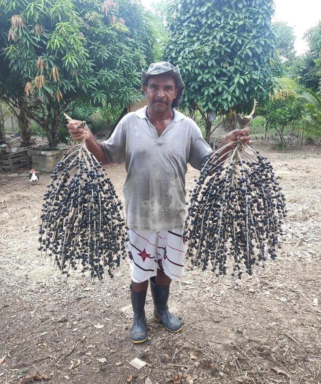 Produtor segurando dois cachos cheios de açaí maduro